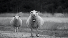 bellwether